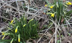 DSC03613 - 2013-03-29 - mini-narzissen.webp
