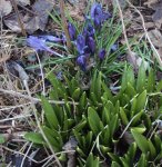 DSC03619 - 2013-03-29 - krokusse zerzaust - vordergrund hasenglöckchen.JPG