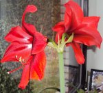 DSC03625 - 2013-03-29 - amaryllis-blüten.JPG