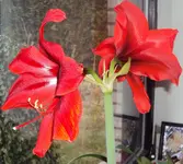 DSC03625 - 2013-03-29 - amaryllis-blüten.webp