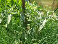 Schnittlauchtomate1.webp