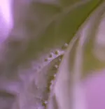 DSC_2900.3..webp