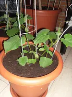SAM_0557.webp