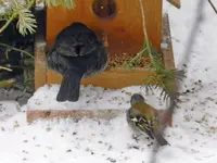 Amsel-Buchfink_0869.webp
