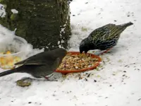 Amsel-Star_0993.webp