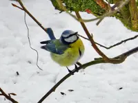 Blaumeise_0858.webp