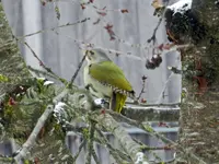 Grauspecht_0910.webp