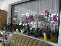 P3240013.webp
