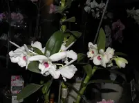 P3260001_01.webp