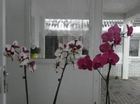 P3210027.webp