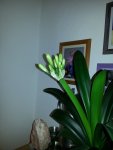 20130329_Madame Clivia.jpg