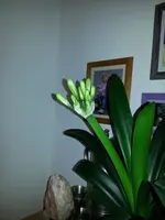 20130329_Madame Clivia.webp