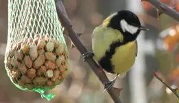 Kohlmeise gr.webp