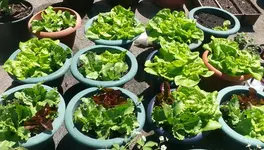 Kopfsalat.webp