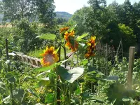 Sonnenblume1.webp