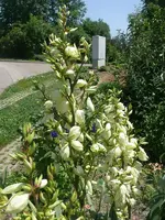 sommerlilie 2.webp