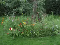 wiesenblumenmischg.webp