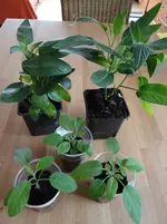 Pepinos 30.3..webp