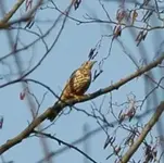 unbekannterVogel2.webp