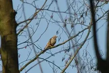 unbekannterVogel.webp
