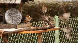Gedränge am Vogelhaus.webp
