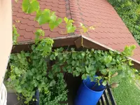 Traube2.webp
