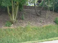 Möchtegernwald.webp