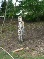 Birkenstumpf.webp