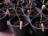 Balkonpflanzen 001.webp