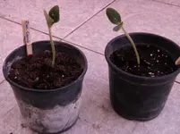 Balkonpflanzen 007.webp