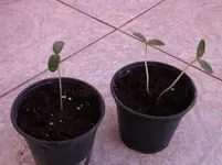 Balkonpflanzen 006.webp