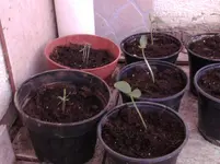 Balkonpflanzen 005.webp