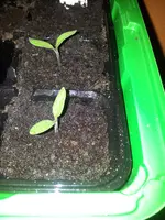 Tomaten 30.März.webp