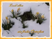 Krokus_2253_Ostern.webp