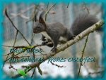 Eichhörnchen_1436-Ostern.jpg