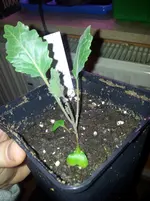 Kohlrabi am 30. März.jpg