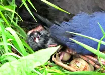 Pukeko 10.2010 (59) av.webp