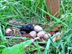 Copy of Pukeko 10.2010 (51)av.jpg