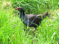 Copy of Pukeko 10.2010 (81)v.webp