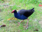 Copy of Pukeko 10.2010 (83)v.jpg