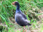 Copy of Pukeko 10.2010 (86)v.jpg