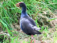 Copy of Pukeko 10.2010 (86)v.webp