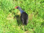 Copy of Pukeko 10.2010 (100)v.jpg