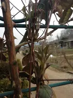 bob 002.webp