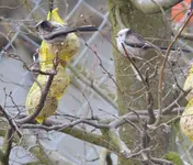 wattebausch.webp