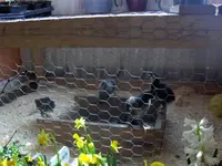 HPIM9222.webp