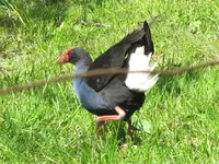 Copy of Pukeko 10.2010 (30)v.webp