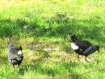 Pukeko 10.2010 (31)v.jpg