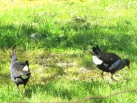 Pukeko 10.2010 (31)v.webp