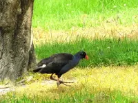 Copy of Pukeko 10.2010 (75)v.webp